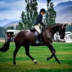 a_m_equestrian